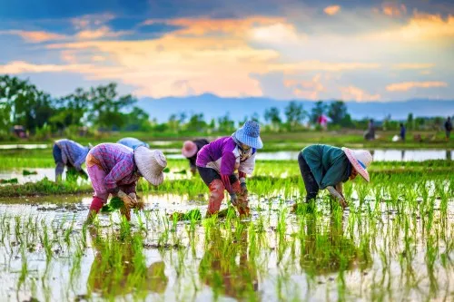 Asia rice farm