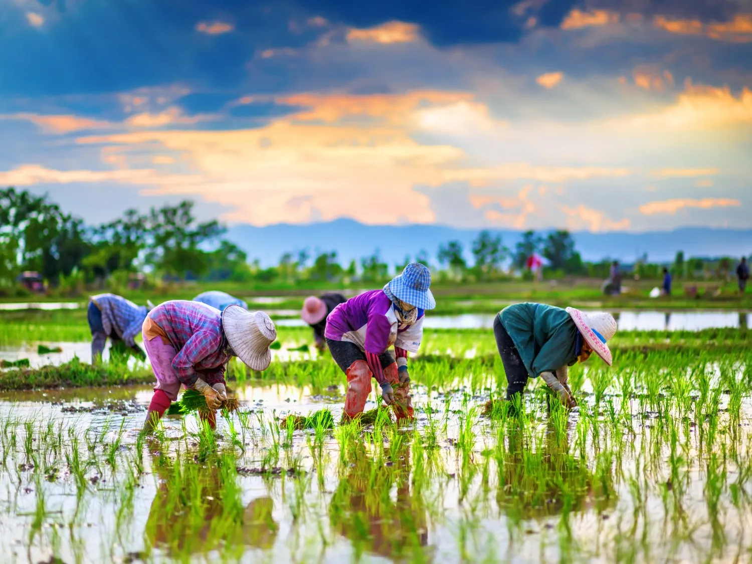 Asia rice farm